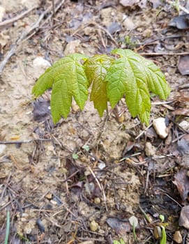 Ahornsproessling, Ahorn, Acer