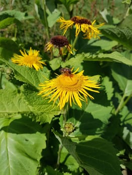 Alant  Bluete  Inula Helenium