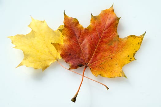 Ahornblatt im herbst