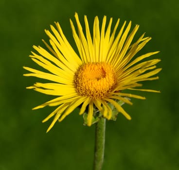 Alant  Bluete  Inula Helenium