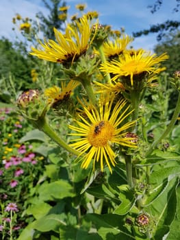 Alant  Bluete  Inula Helenium