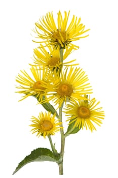 Alant  Bluete  Inula Helenium