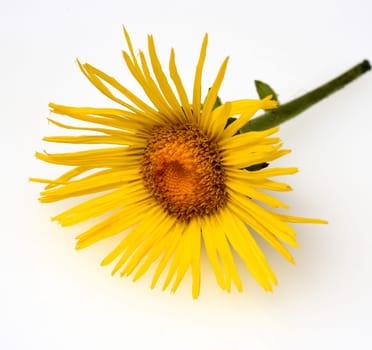 Alant  Bluete  Inula Helenium