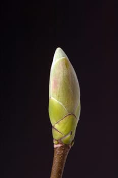 Ahornknospe, Acer