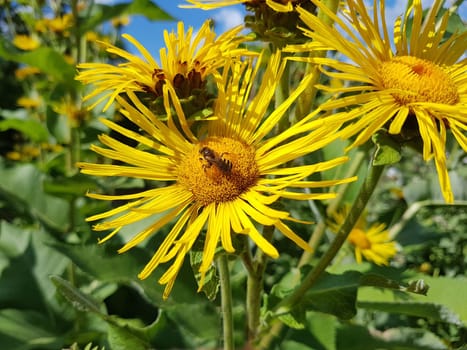 Alant  Bluete  Inula Helenium