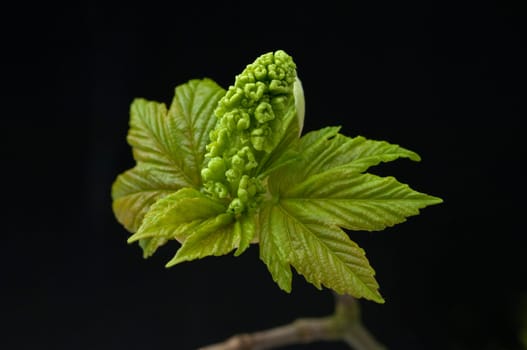 Ahornknospe, Acer