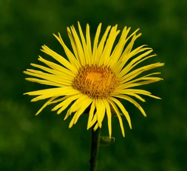 Alant  Bluete  Inula Helenium