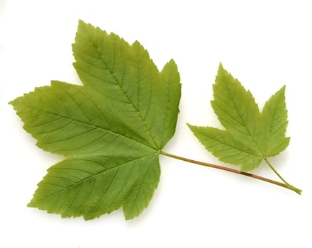Ahornblatt, Ahorn, Acer