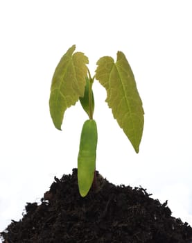 Ahornsproessling, Ahorn, Acer