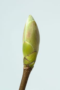 Ahornknospe, Acer