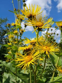 Alant  Bluete  Inula Helenium
