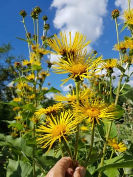 Alant  Bluete  Inula Helenium