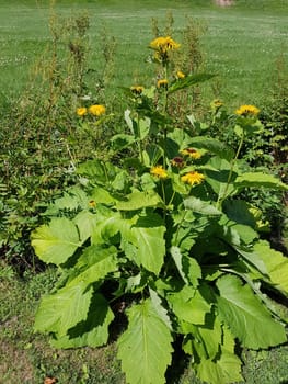 Alant  Bluete  Inula Helenium