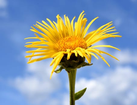 Alant  Bluete  Inula Helenium