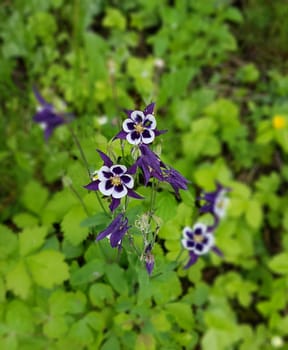 Akelei  Aquilegia  vulgaris