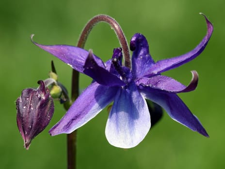 Die Gemeine Akelei, Aquilegia vulgaris, auch Gewoehnliche Akelei oder Waldakelei genannt, ist eine heimische Wildstaude. The common columbine, Aquilegia vulgaris, also known as the common columbine or forest acele, is a native wild shrub.
