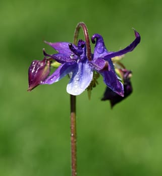 Die Gemeine Akelei, Aquilegia vulgaris, auch Gewoehnliche Akelei oder Waldakelei genannt, ist eine heimische Wildstaude. The common columbine, Aquilegia vulgaris, also known as the common columbine or forest acele, is a native wild shrub.
