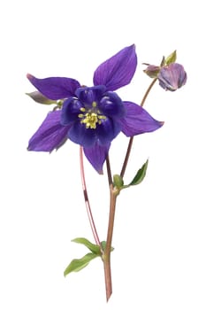 Akelei, Aquilegia, vulgaris