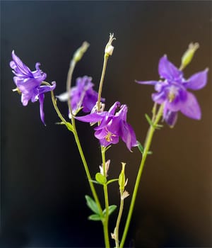 Akelei  Aquilegia  vulgaris
