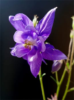 Akelei  Aquilegia  vulgaris