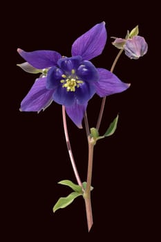 Akelei, Aquilegia, vulgaris