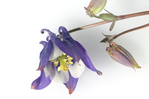 Akelei, Aquilegia vulgaris