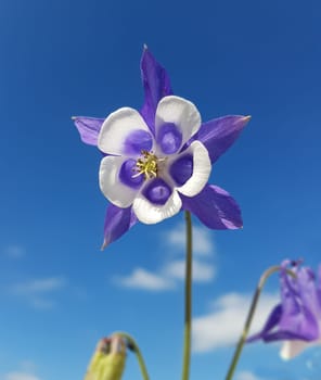 Akelei  Aquilegia  vulgaris