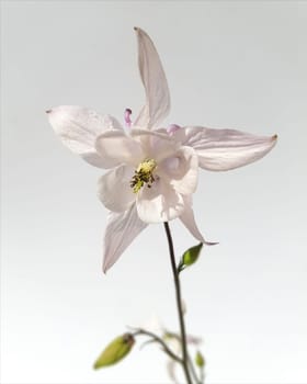 Akelei  Aquilegia  vulgaris