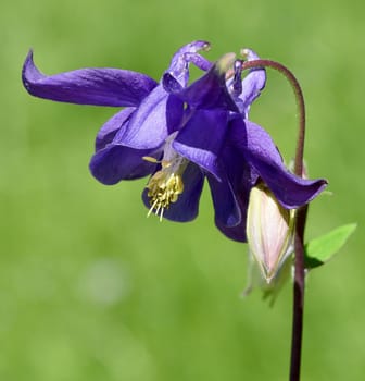 Akelei, Aquilegia, vulgaris