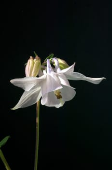 Akelei, Aquilegia vulgaris