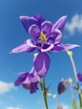 Akelei  Aquilegia  vulgaris