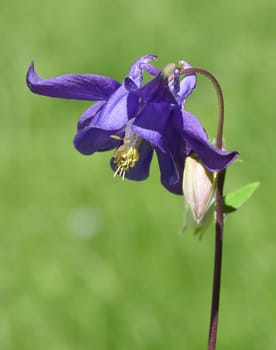 Akelei, Aquilegia, vulgaris