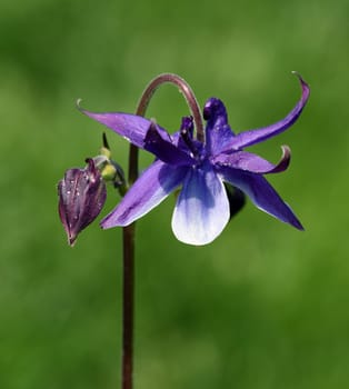 Die Gemeine Akelei, Aquilegia vulgaris, auch Gewoehnliche Akelei oder Waldakelei genannt, ist eine heimische Wildstaude. The common columbine, Aquilegia vulgaris, also known as the common columbine or forest acele, is a native wild shrub.