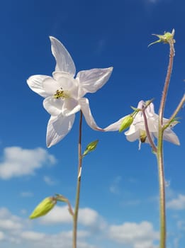 Akelei  Aquilegia  vulgaris