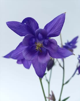 Akelei  Aquilegia  vulgaris