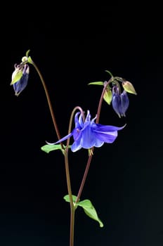 Akelei, Aquilegia, vulgaris, Giftpflanze