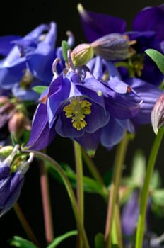 Akelei, Aquilegia, vulgaris, Giftpflanze