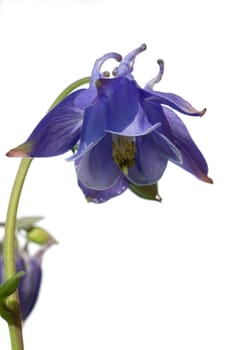 Akelei  Aquilegia
