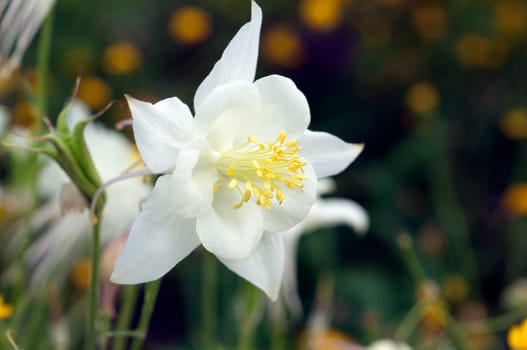 Akelei, Aquilegia, vulgaris