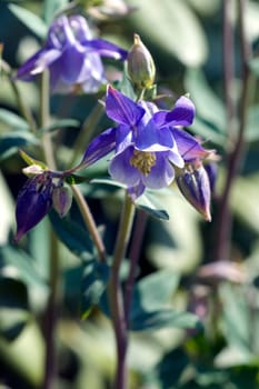 Akelei  Aquilegia vulgaris