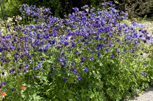 Akelei, Aquilegia, vulgaris, Giftpflanze