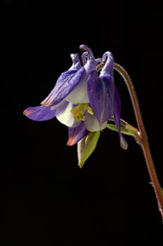 Akelei, Aquilegia, vulgaris, Giftpflanze
