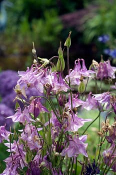 Akelei, Aquilegia, vulgaris