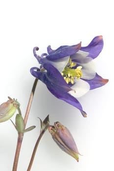 Akelei, Aquilegia, vulgaris, Giftpflanze