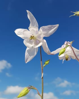 Akelei  Aquilegia  vulgaris