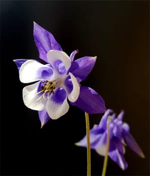 Akelei  Aquilegia  vulgaris