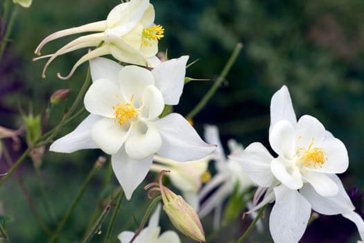 Akelei, Aquilegia, vulgaris