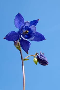 Akelei  Aquilegia  vulgaris