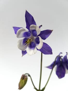 Akelei  Aquilegia  vulgaris