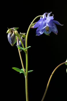 Akelei  Aquilegia